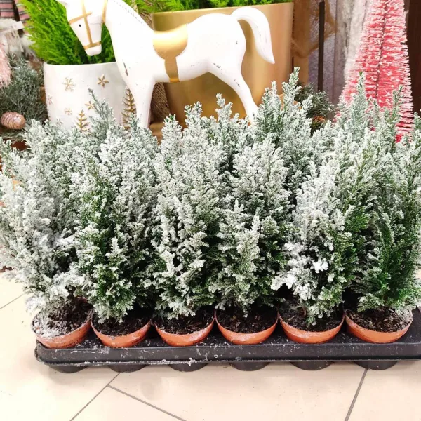 Cyprysik ośnieżony (Cupressus Lawsona 'Ellwoodii') 30cm