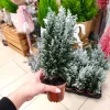 Cyprysik ośnieżony (Cupressus Lawsona 'Ellwoodii’) 30cm