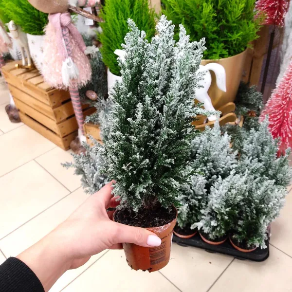 Cyprysik ośnieżony (Cupressus Lawsona 'Ellwoodii') 30cm