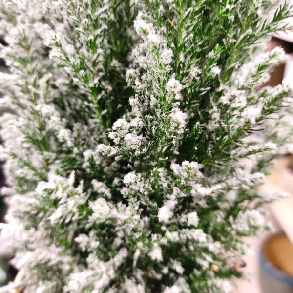 Cyprysik ośnieżony (Cupressus Lawsona 'Ellwoodii') 30cm