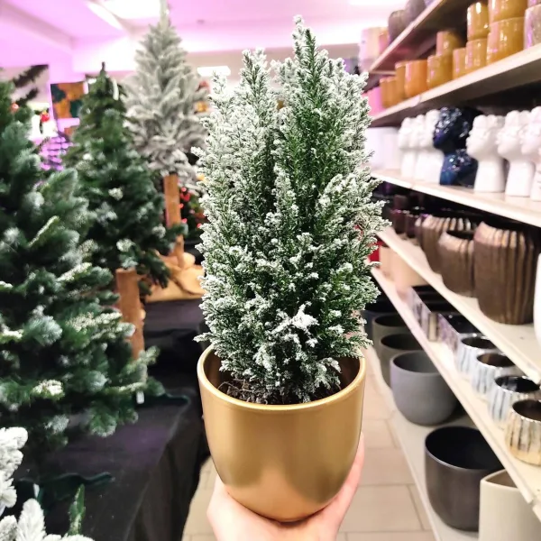 Cyprysik ośnieżony (Cupressus Lawsona 'Ellwoodii') 30cm