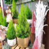 Cyprysik (Cupressus ‘Goldcrest Wilma’) mini choinka 65-70cm