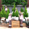 Cyprysik (Cupressus ‘Goldcrest Wilma’) mini choinka 65-70cm