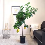 Cytryna zwyczajna (Citrus limon) 140cm