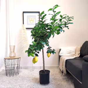 Cytryna zwyczajna (Citrus limon) 130-140cm