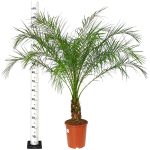 Daktylowiec niski (Phoenix roebelenii) 140cm