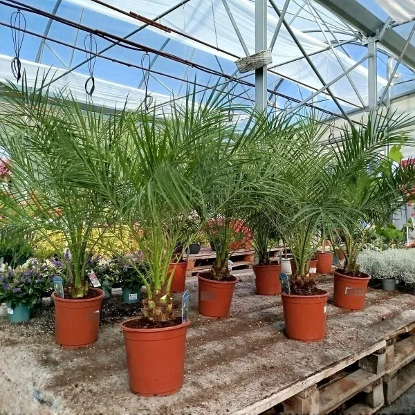 Daktylowiec niski (Phoenix roebelenii) 110cm