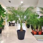 Daktylowiec niski (Phoenix roebelenii) 140cm