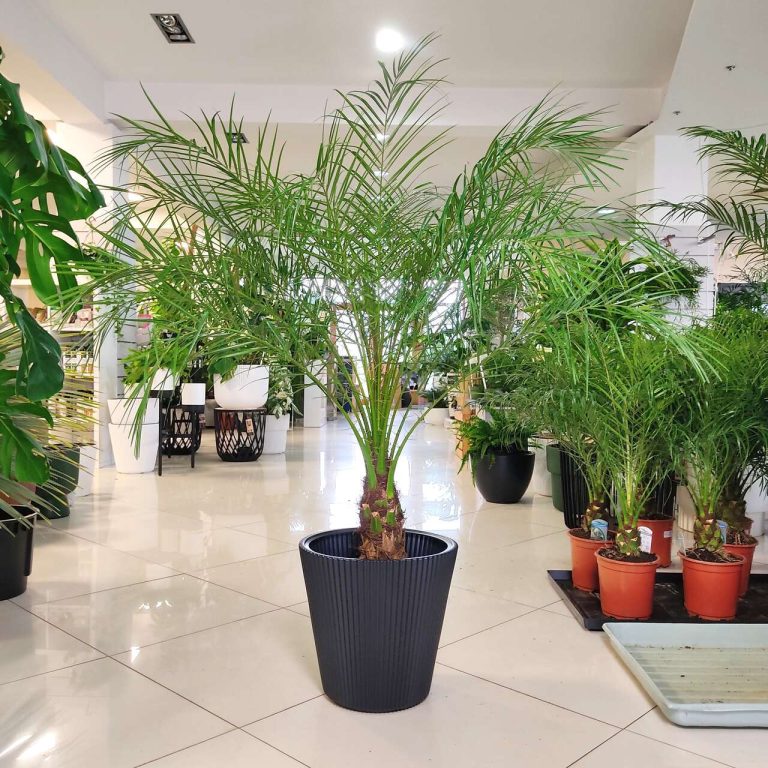 Daktylowiec niski (Phoenix roebelenii) 140cm