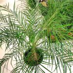 Daktylowiec niski (Phoenix roebelenii) 140cm