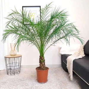 Daktylowiec niski (Phoenix roebelenii) 140cm