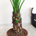 Daktylowiec niski (Phoenix roebelenii) 140cm