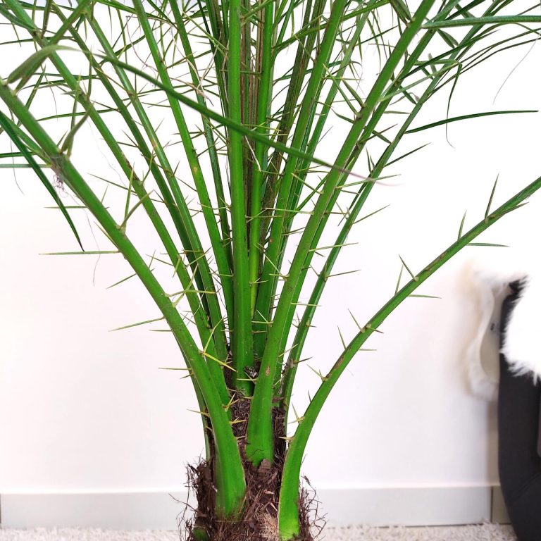 Daktylowiec niski (Phoenix roebelenii) 140cm