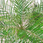 Daktylowiec niski (Phoenix roebelenii) 140cm