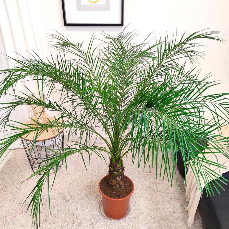 Daktylowiec niski (Phoenix roebelenii) 140cm