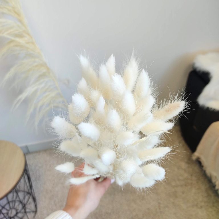 Dmuszek jajowaty suszony biały (Lagurus)