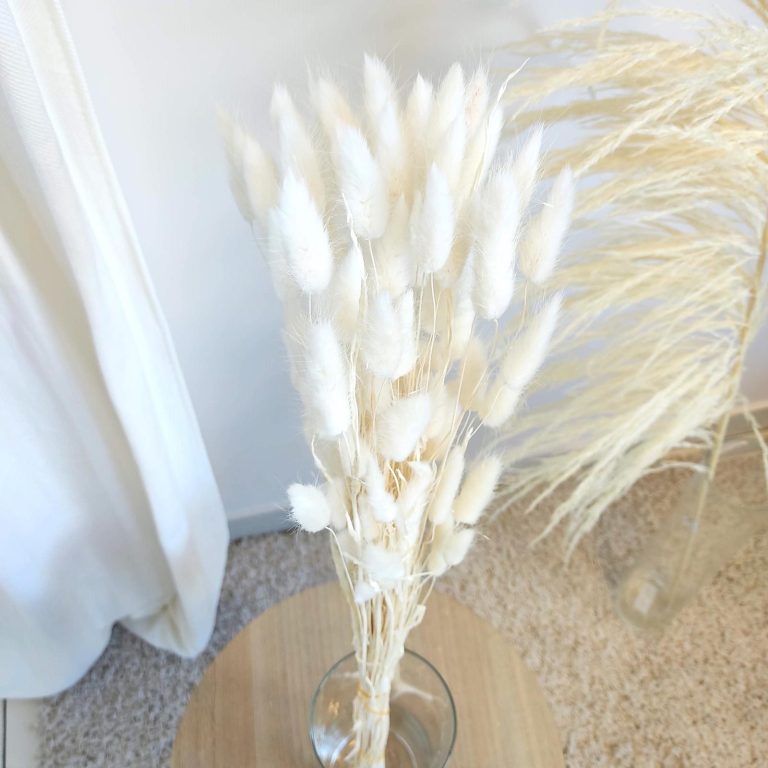 Dmuszek jajowaty suszony biały (Lagurus)