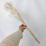 Dmuszek jajowaty suszony biały (Lagurus)