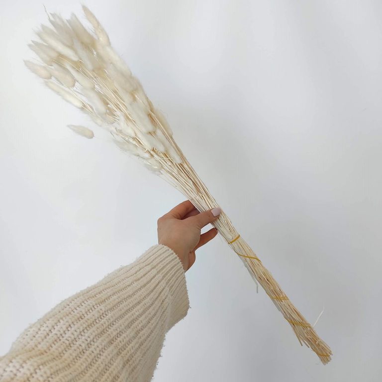 Dmuszek jajowaty suszony biały (Lagurus)