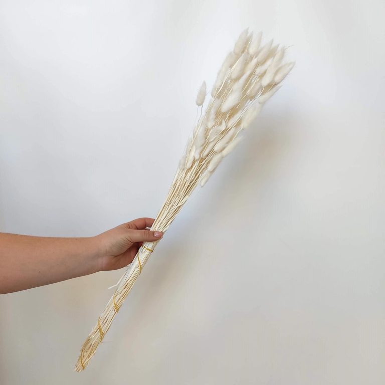 Dmuszek jajowaty suszony biały (Lagurus)