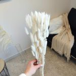 Dmuszek jajowaty suszony biały (Lagurus)