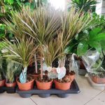 Dracena obrzeżona (Dracaena marginata 'Bicolor') 75cm