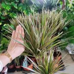 Dracena obrzeżona (Dracaena marginata 'Bicolor') 75cm