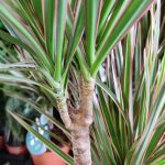 Dracena obrzeżona (Dracaena marginata 'Bicolor') 75cm