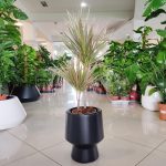 Dracena obrzeżona (Dracaena marginata 'Bicolor') 75cm