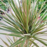Dracena obrzeżona (Dracaena marginata 'Bicolor') 75cm