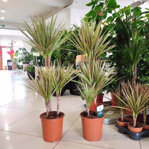 Dracena obrzeżona (Dracaena marginata 'Bicolor') 120-130cm