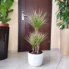 Dracena obrzeżona (Dracaena marginata ‘Bicolor’) 120-130cm
