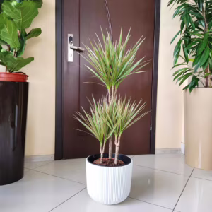 Dracena obrzeżona (Dracaena marginata 'Bicolor') 120cm