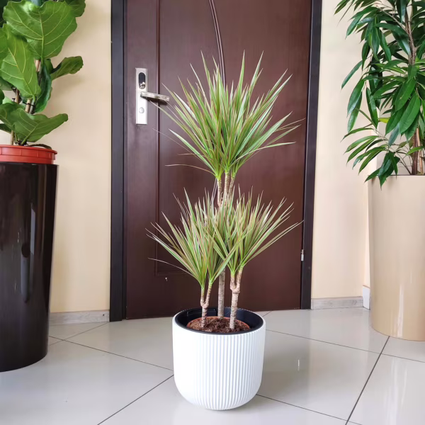 Dracena obrzeżona (Dracaena marginata 'Bicolor') 120-130cm