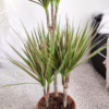 Dracena obrzeżona (Dracaena marginata ‘Bicolor’) 120-130cm