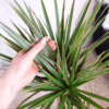Dracena obrzeżona (Dracaena marginata ‘Bicolor’) 120-130cm
