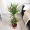 Dracena obrzeżona (Dracaena marginata ‘Bicolor’) 120-130cm