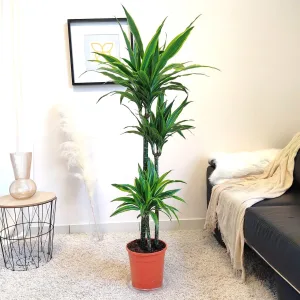 Dracena wonna (Dracaena fragrans 'Lemon Lime') 150cm