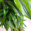 Dracena wonna (Dracaena fragrans ‘Lemon Lime’) 140-150cm