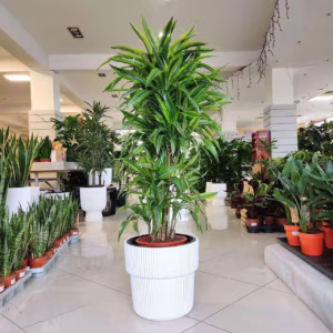 Dracena wonna (Dracaena fragrans 'Lemon Lime') 140-150cm
