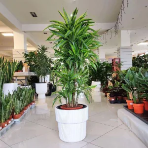 Dracena wonna (Dracaena fragrans 'Lemon Lime') 150cm