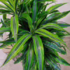 Dracena wonna (Dracaena fragrans ‘Lemon Lime’) 140-150cm