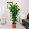 Dracena wonna (Dracaena fragrans ‘Lemon Lime’) 140-150cm