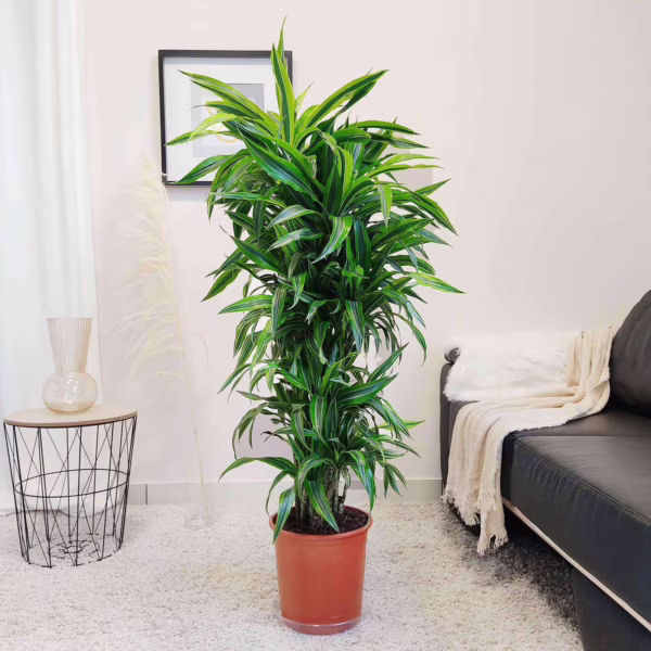 Dracena wonna (Dracaena fragrans 'Lemon Lime') 140-150cm