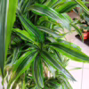 Dracena wonna (Dracaena fragrans ‘Lemon Lime’) 140-150cm