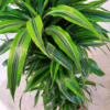 Dracena wonna (Dracaena fragrans ‘Lemon Lime’) 140-150cm