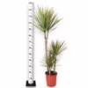 Dracena obrzeżona (Dracaena marginata ‘Bicolor’) 120-130cm