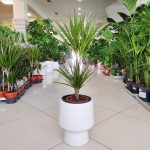 Dracena obrzeżona (Dracaena marginata) 80cm