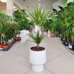 Dracena obrzeżona (Dracaena marginata) 80cm