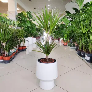 Dracena obrzeżona (Dracaena marginata) 80cm